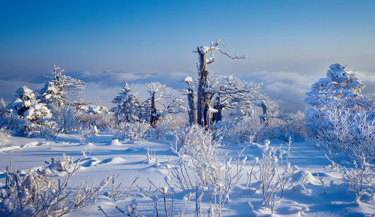 태백산 주목군락의 설경. ⓒ이상원