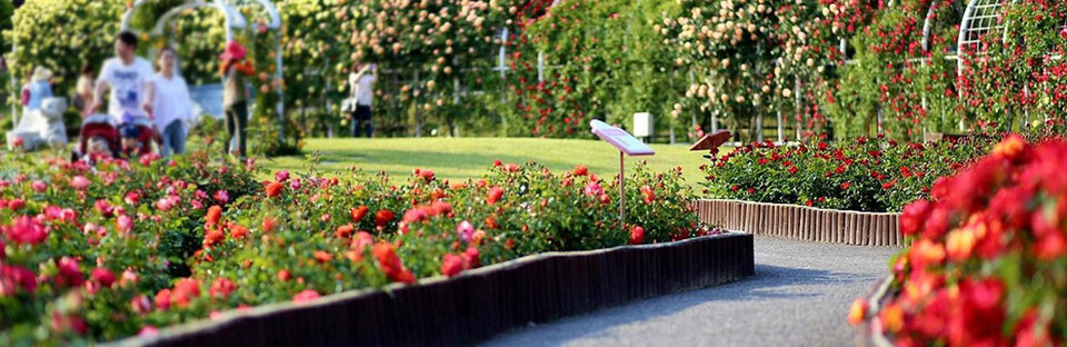 제16회 울산대공원 장미축제가 5월 22일부터 26일까지 대공원 내 장미원·남문관장에서 5일간 펼쳐진다. 울산대공원 제공