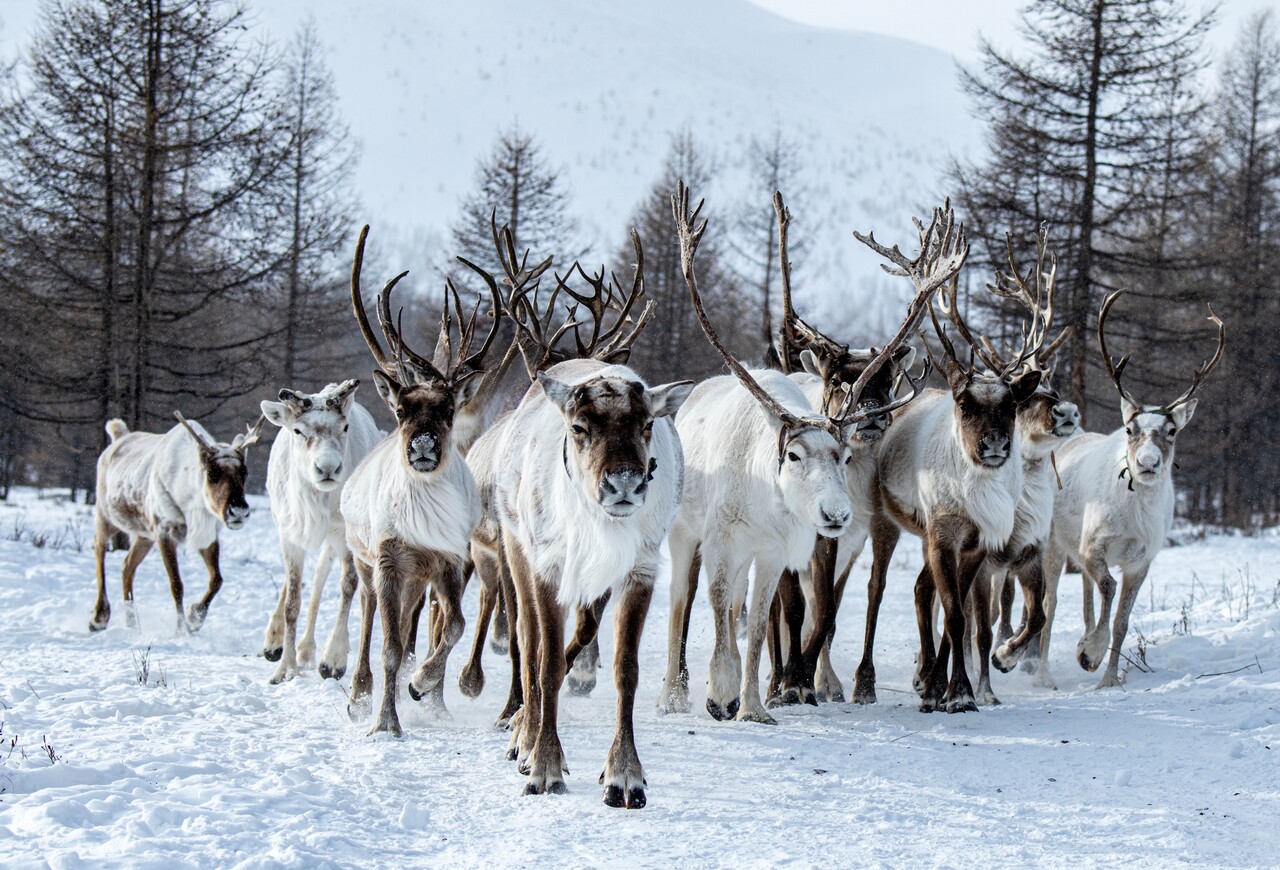 이동 중인 순록의 무리. ⓒ이상원