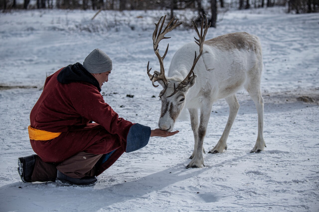 순록에게 소금을 주는 모습! 야생의 먹이에서 부족한 소금을 주면서 길들여서 사슴과의 동물 중에서 유일하게 순록을 가축화했다. ⓒ이상원