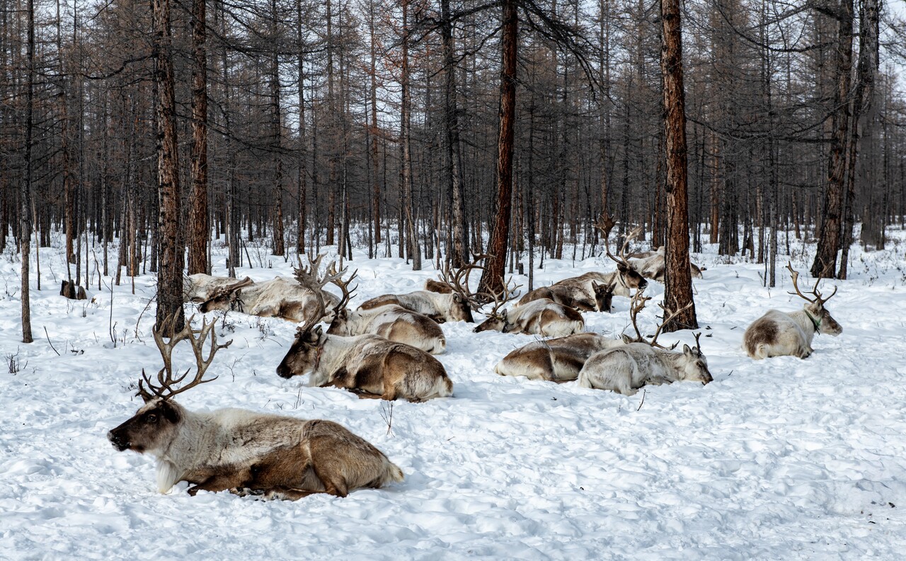 눈 위에서 휴식하고 있는 순록의 무리. ⓒ이상원