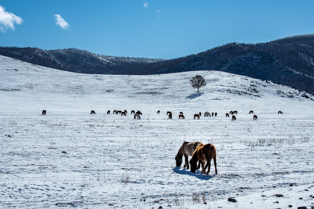 눈 속에서 필사적으로 먹이를 찾고 있는 말의 무리. ⓒ이상원 14