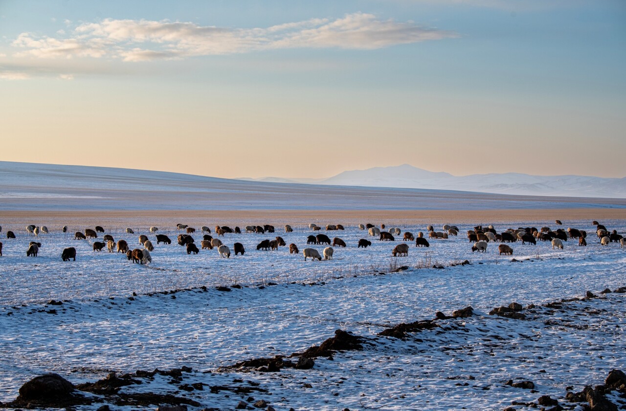 석양 무렵에도 눈 속에서 먹이를 찾고 있는 양떼들. ⓒ이상원