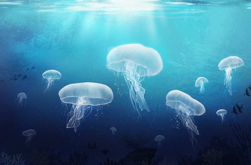 해파리. (자료사진) ⓒ아이클릭아트