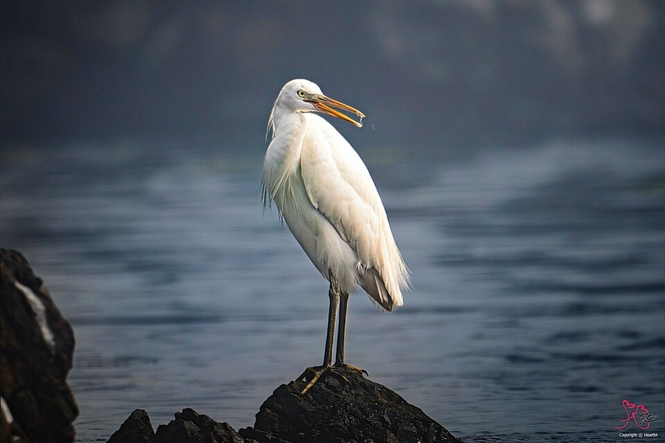 '울산 새(鳥) 통신원' 조현표 씨가 아들 조우진 군과 함께 지난 13일 오전 9시경 울산 울주군 서생 해안가에서 국내 천연기념물이자 멸종위기야생생물 Ⅰ급인 '노랑부리백로' 1마리를 발견해 사진으로 기록했다. 울산시 제공