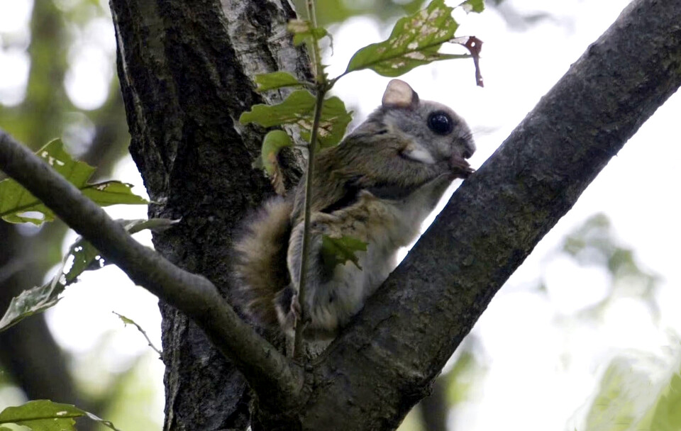 멸종위기 야생생물 II급 하늘 다람쥐. 울산시설관리공단 제공