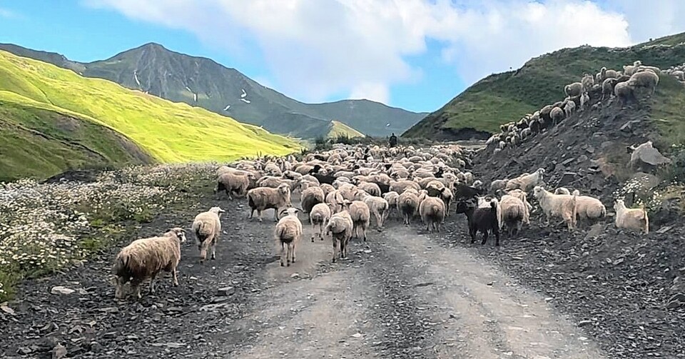 샤틸리 가는 길에서 만난 양떼. 이서원 제공