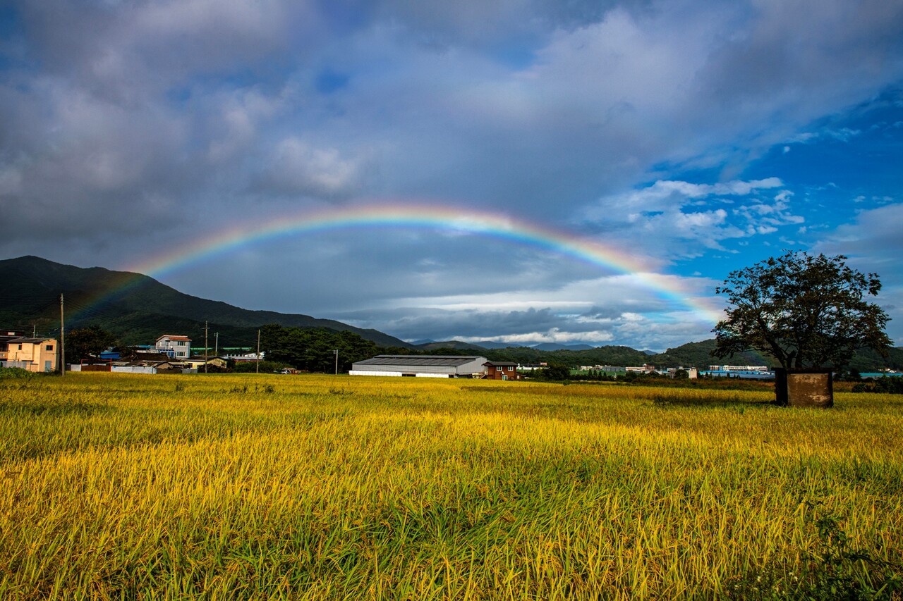 울주군 상북면 거리(고향 마을) 앞 황금들녘과 무지개. ⓒ이상원