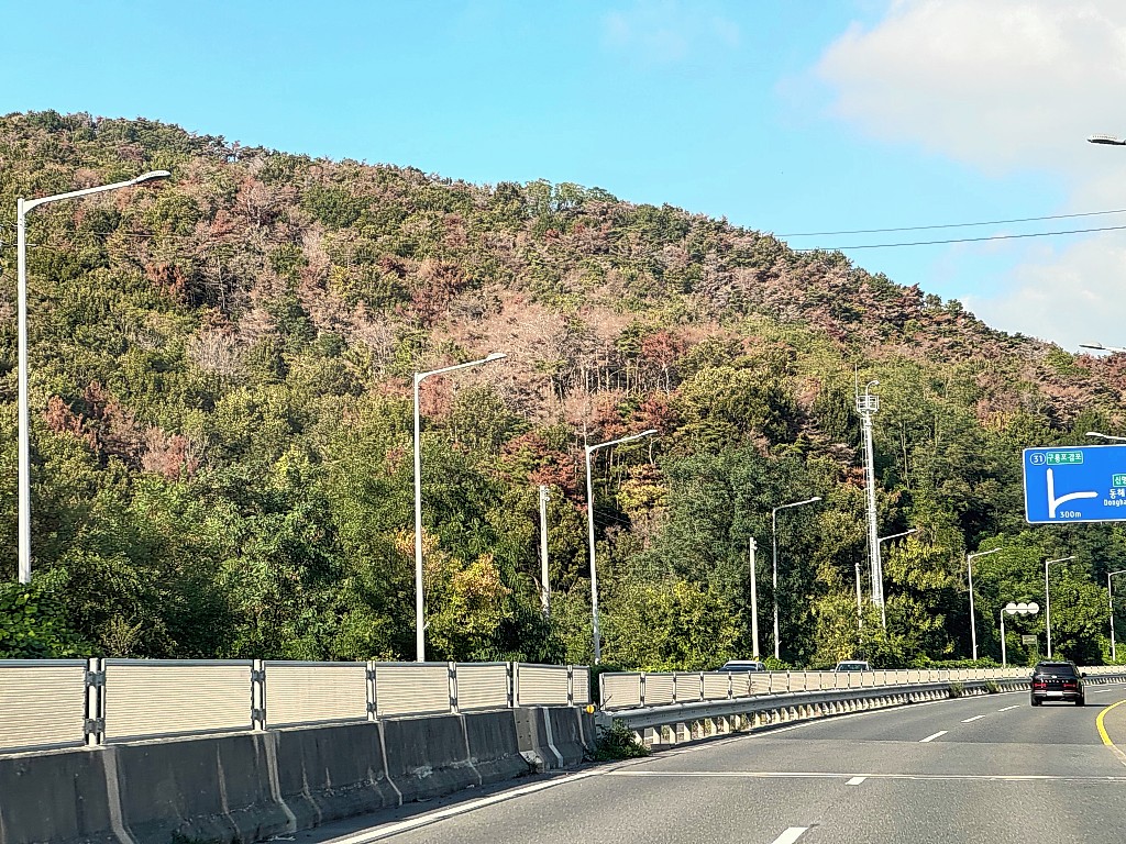 울산 북구 산하동 일대 31번 국도변 야산의 소나무들이 소나무재선충병으로 인해 말라죽어있다. 엄시윤 기자 usw4746@