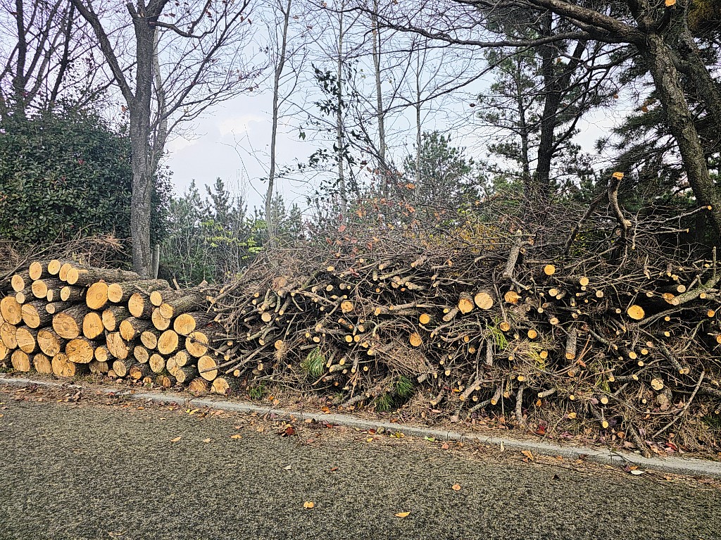 울산 동구 염포산 울산대교전망대 일대에 소나무재선충병으로 인해 벌목된 소나무가 층층이 쌓여있다. 독자 제공